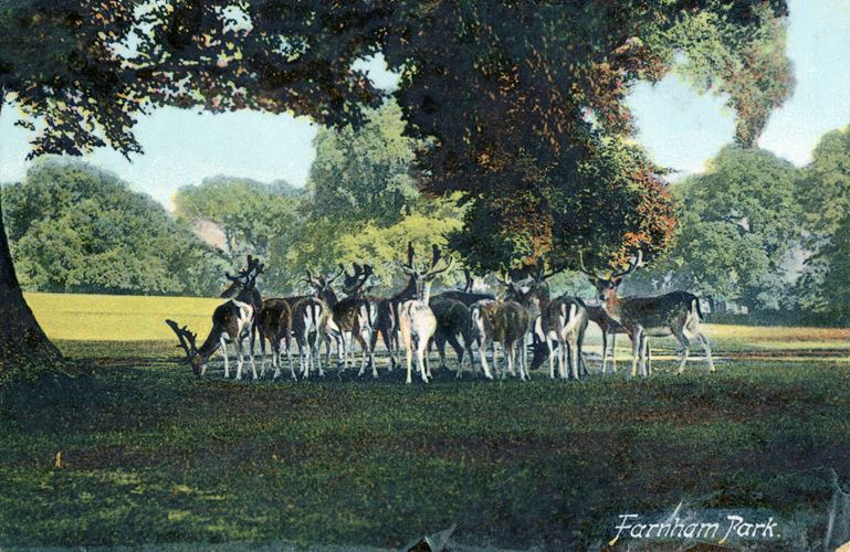 A general view showing deer in Farnham Park.